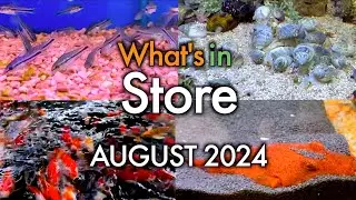 What's In Store - August 2024