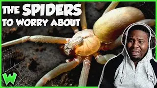 FOREIGNER Checks Out the Most VENOMOUS Spiders in the US
