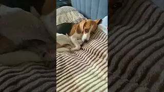 Постельный клоп 😀 мой любимый 😀 