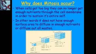 CELL DIVISION (MITOSIS)
