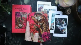 Impact and Intensity // BURNING TIGER TAROT // Walkthrough and Pairings 🐯🔥