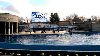 Dolphins triple back jumps