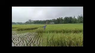 ইরী ধানের কৃরি মরাঁ ।Eri dhaner kori morah।@bk boys 05।#sences video