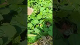 National Geographic Crimea #National #Geographic #snake