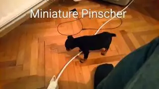 Miniature Pinscher Puppies 