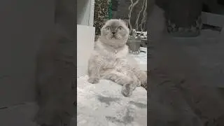 че я парюсь.. 😎😇😻#юмор#смешныекотики#cat#cuteanimal#смешныекошки#
