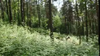 Грибочки