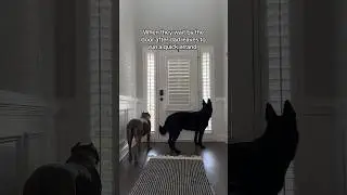 He may be more fun but I feed you