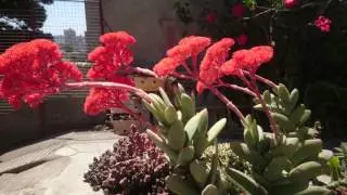 Crásula de Hoces (Crassula falcata)