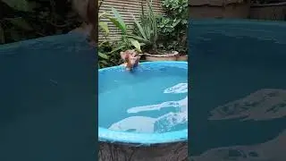 wow     #monkey #dog #dogs #monkeys #pets  #petmonkey #dogbreed #cute