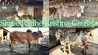 Old Bhavnagar line me se bani New Generation 👑 #new #rajnandini #farming