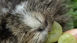 Кузечка в FULL HD