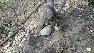 Нашел в лесу клад автомеханика