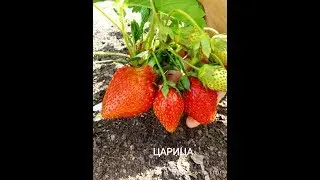 TSARITSA. A variety with beautiful, large, sweet berries.
