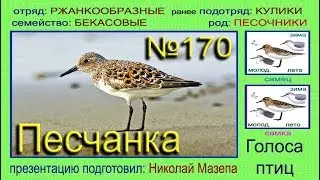 Песчанка. Голоса птиц