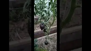 #теплица