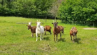 We are switching goats to a summer menu