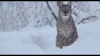 LYNX SOUND