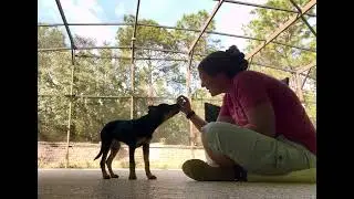 Teaching puppy down