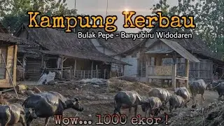Kampung Kerbau Ngawi Hampir 1000 Ekor ada disini | Bulak Pepe Banyubiru Ngawi #kampungkerbaungawi