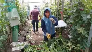 Работа в теплице роз в Эквадоре