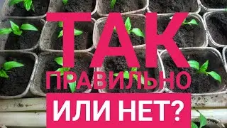 Как я неправильно  пикирую перец. Липецк.21.03.2024г