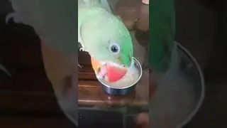parrot eating video #bird #birds #parrot #funny #parrots #viral  #shorts