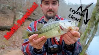 Multi-Species Fishing in a SUPER CLEAR Creek!