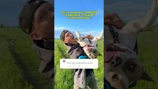 Читаем комментарии о породе Амстафф от знатоков #shortvideo #собака #pitbull #стаффорд #юмор