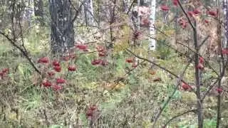 Макс. Прогулка 2015.09.27 p05