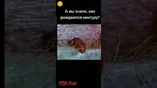 Как рождаются Кенгуру
