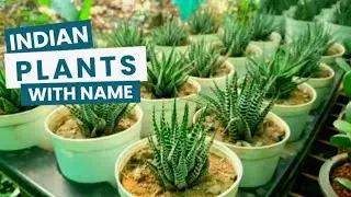 भारत में पाए जाने वाले लोकप्रिय पौधों के नाम || plants with name