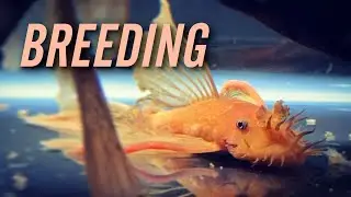 Longfin Super Red Bristlenose Pleco Breeding