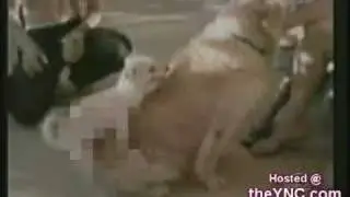 dogs humping legs commercial