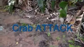 crab.MP4