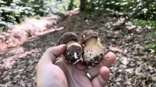 Funghi 2024 🍄‍🟫🍎🍎🍎