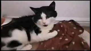 Teddy’s purry, pampering session