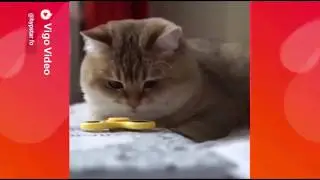 Kucing main spiner