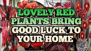 Lovely Red Plants brings good luck to your home