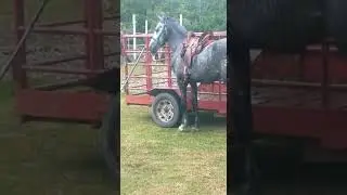 PONY RIDE | NEPHEW'S FIRST PONY RIDE!
