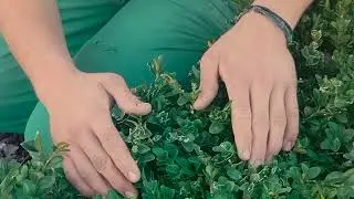 Šola za hortikulturo in vizualne umetnosti Celje - vrtnar - predstavitev programa