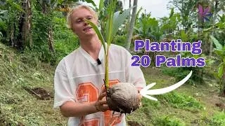 Planting Coconut Palms in Bali – Tips & the Perfect Location