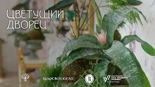 Цветущий дворец. Апрель 2024