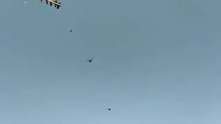 БОЙНЫЕ ГОЛУБИ. КРАСНОДАРСКИЙ КРАЙ