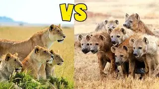 When Lions And Hyenas Went To Deadly War + Animals Tiktok Compilation