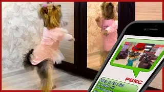 Смешные животные. Принцесса Ася собирается на свидание.