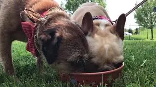 How to Protect Your Pet From Heat Stroke