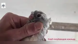 УЗБЕКСКИЕ ГОЛУБИ КОКАНДА. в гостях у Салима (маст човкар) 2021