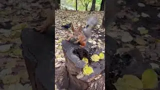 Белки в парке