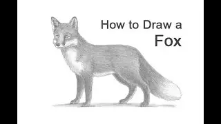 How to Draw a Red Fox
